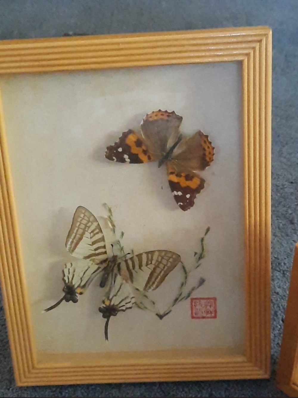 Vintage Framed Real Butterflies - Picture 4 of 4